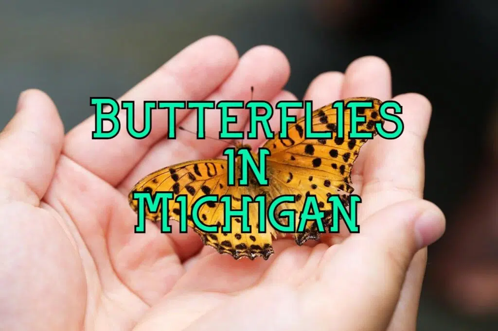 butterflies in michigan