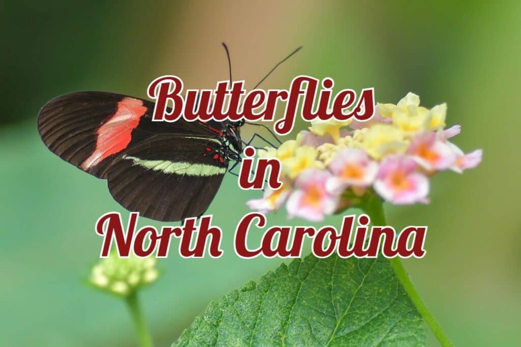 butterflies in north carolina