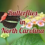 butterflies in north carolina