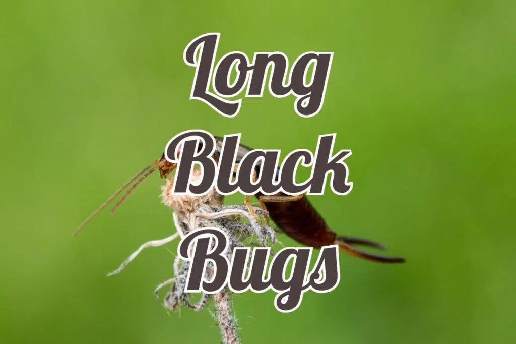 long black bugs