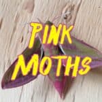 pink moths