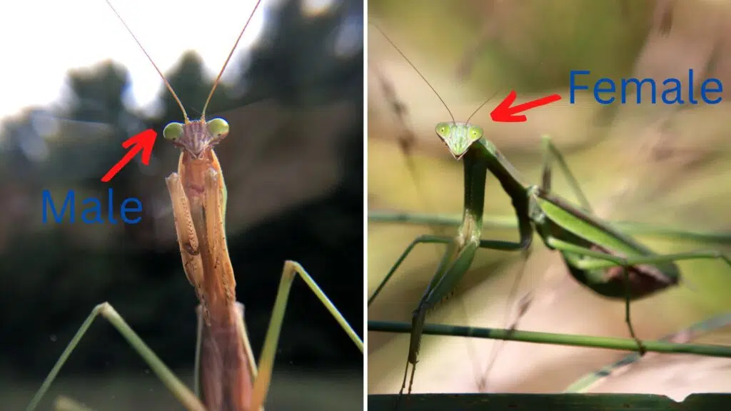 Antennae of male and female