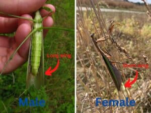 Praying Mantis Gender: How to Identify Male or Female