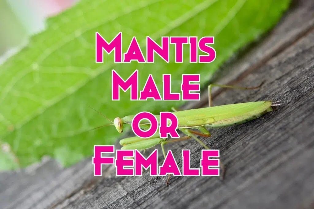 praying mantis gender identification