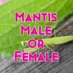 praying mantis gender identification