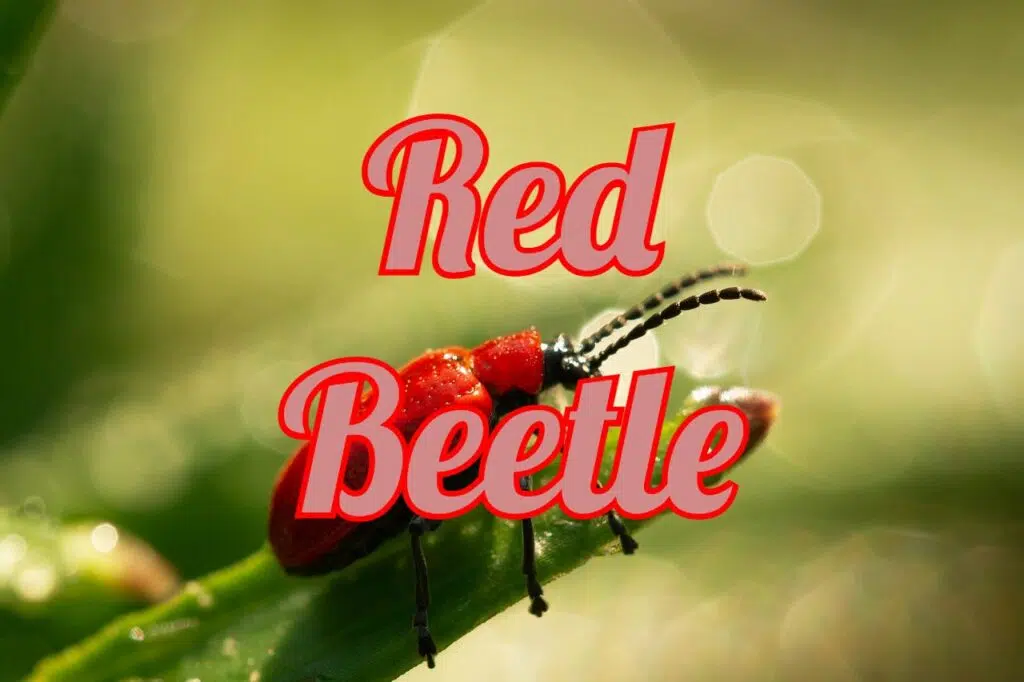 Red Beetles