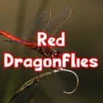 red dragonflies