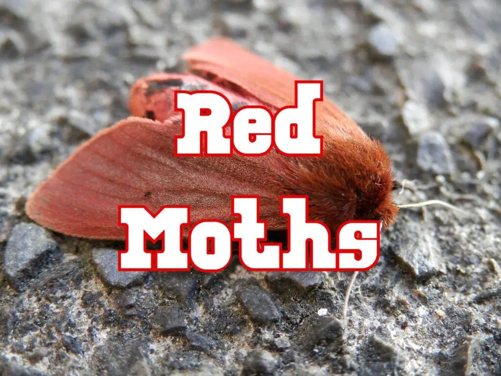 red moths