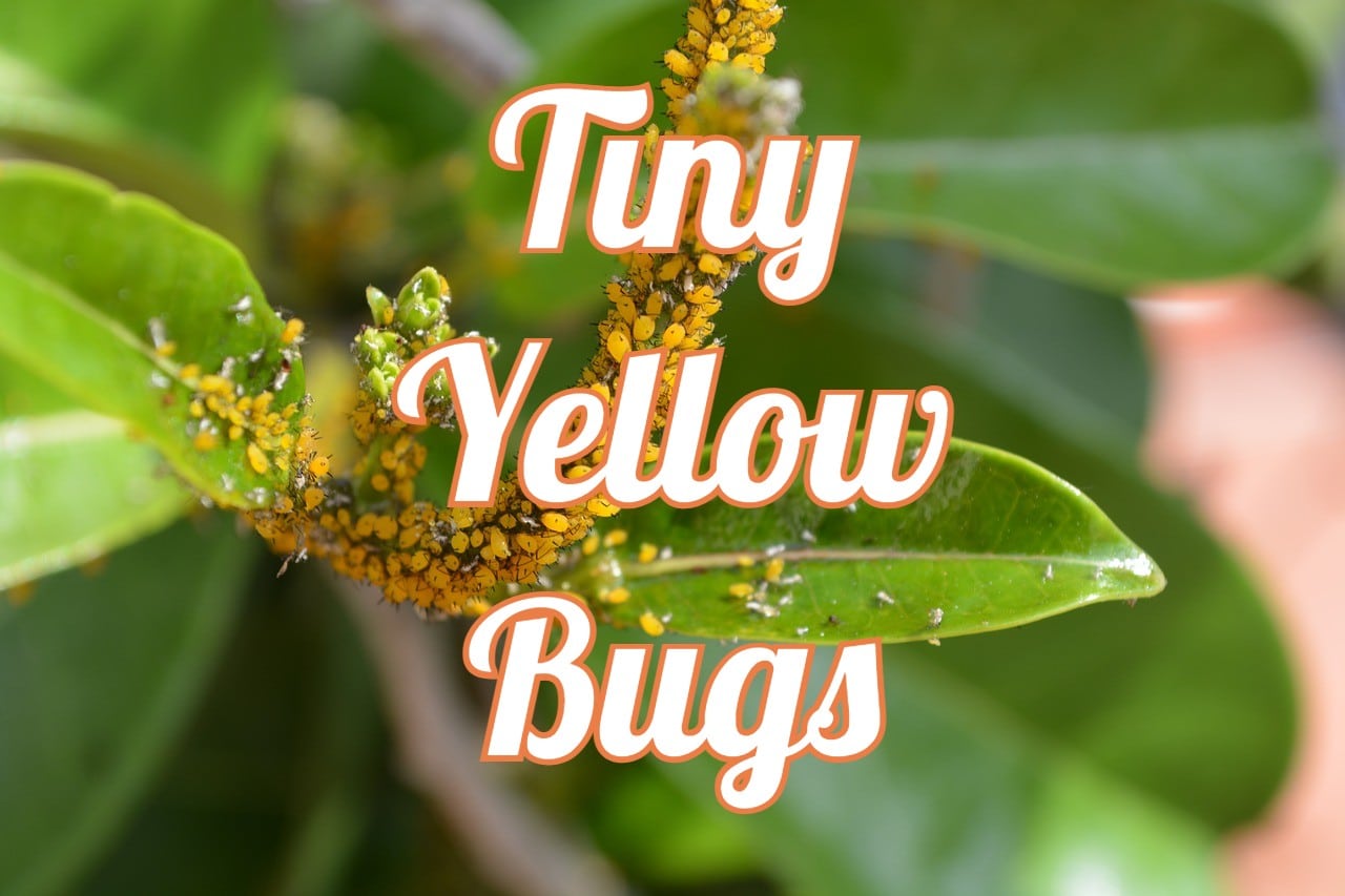 Tiny Yellow Bugs 