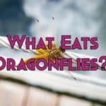 what eats dragonflies