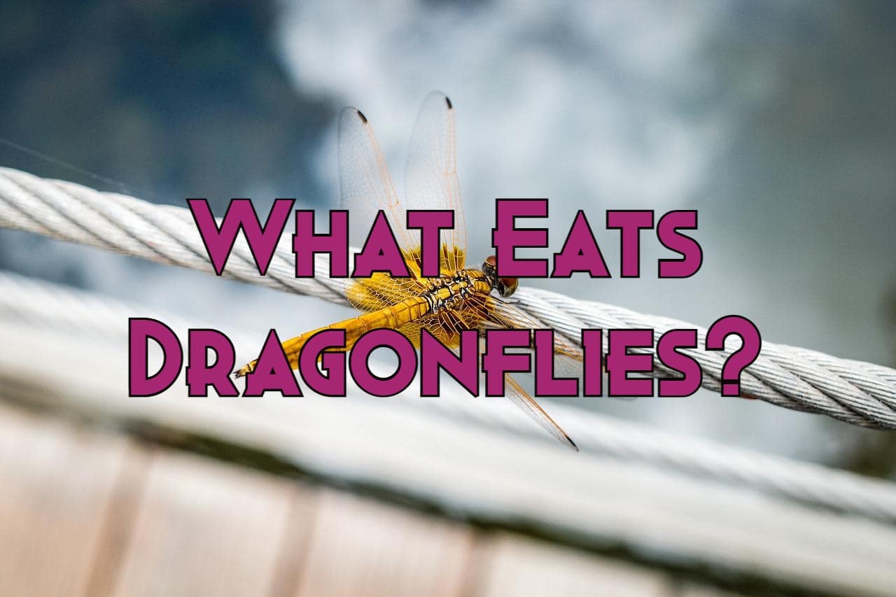 what eats dragonflies