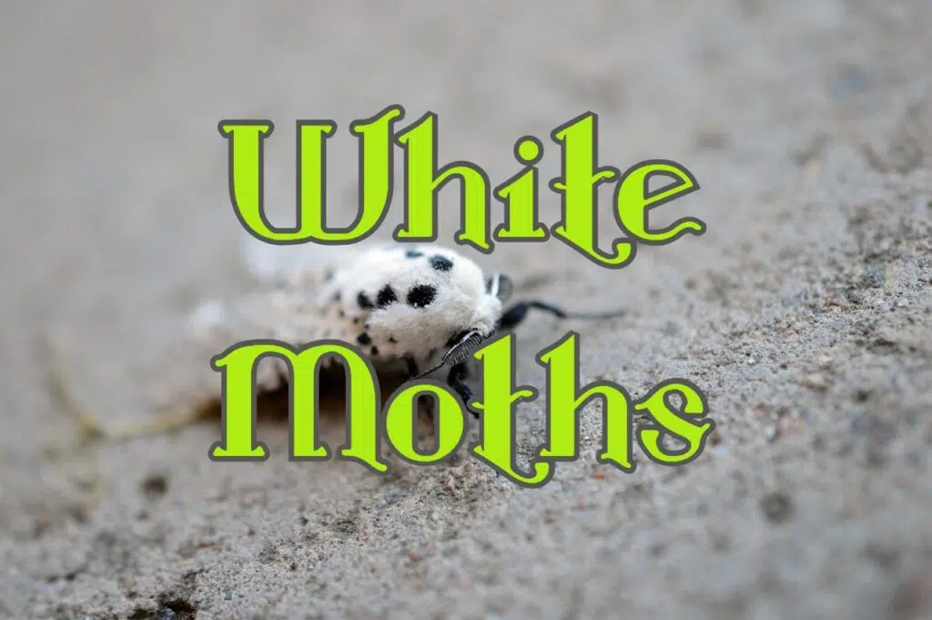 white moths