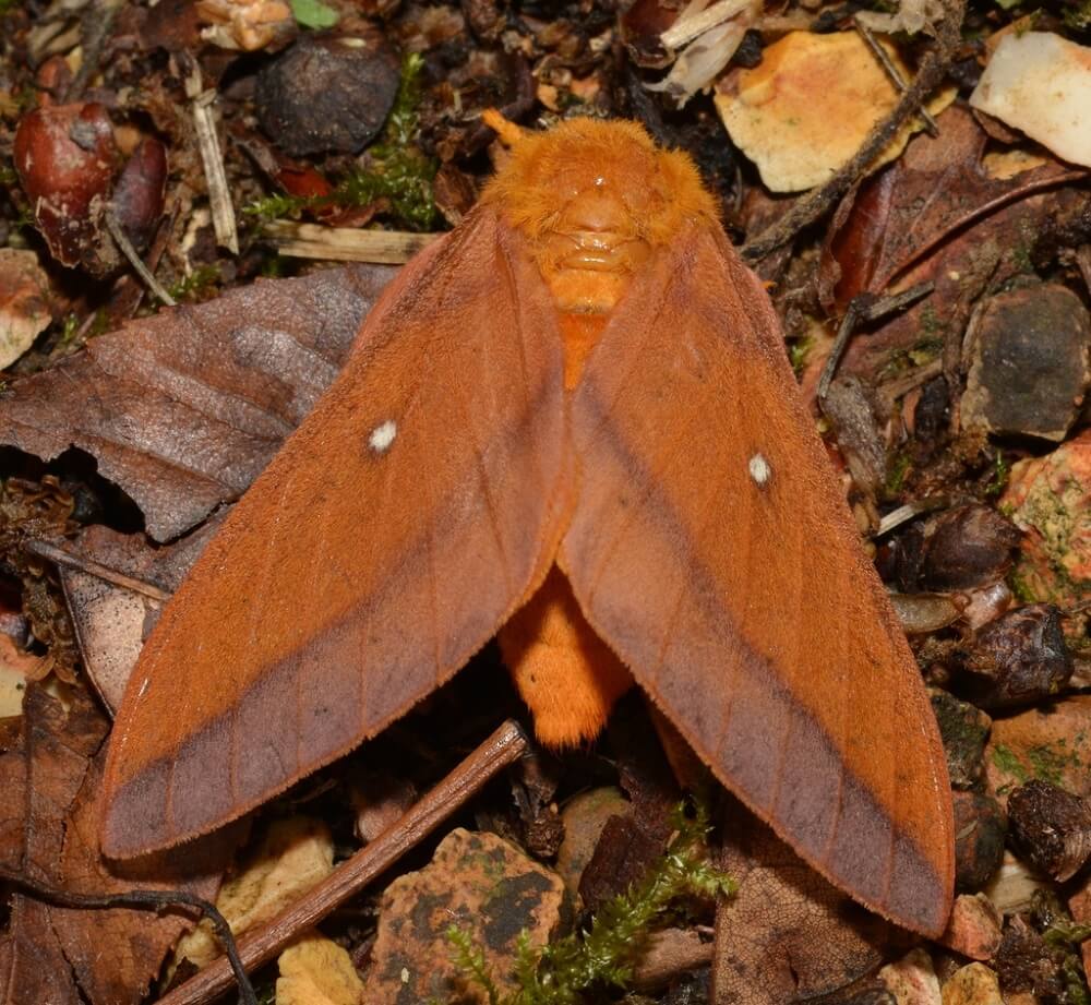 22 Amazing Orange Moths In The United States (with Pictures)