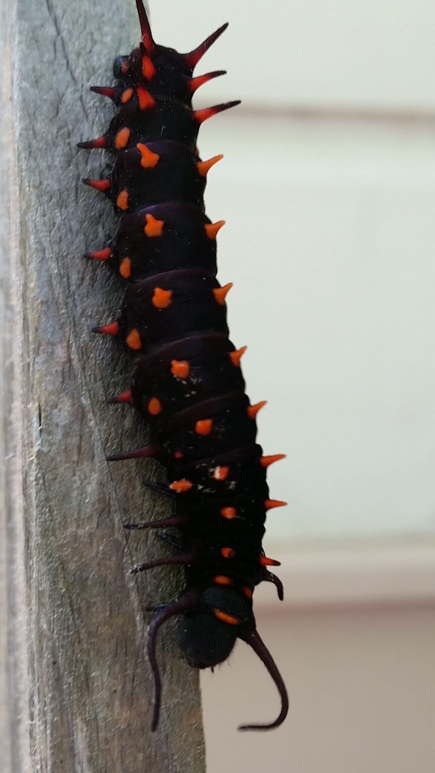 38 Orange and Black Caterpillars (Pictures And Identification)