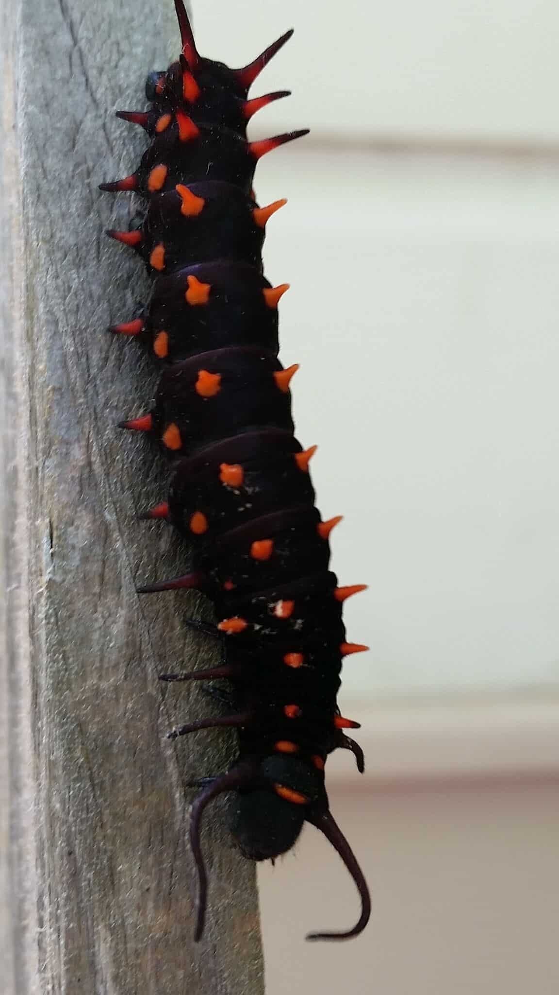 38 Orange and Black Caterpillars (Pictures And Identification)