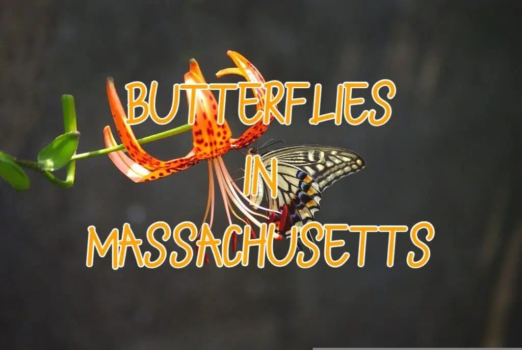 Butterflies in Massachusetts