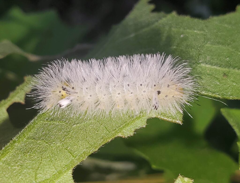 27 White Caterpillars (Pictures And Identification Guide)