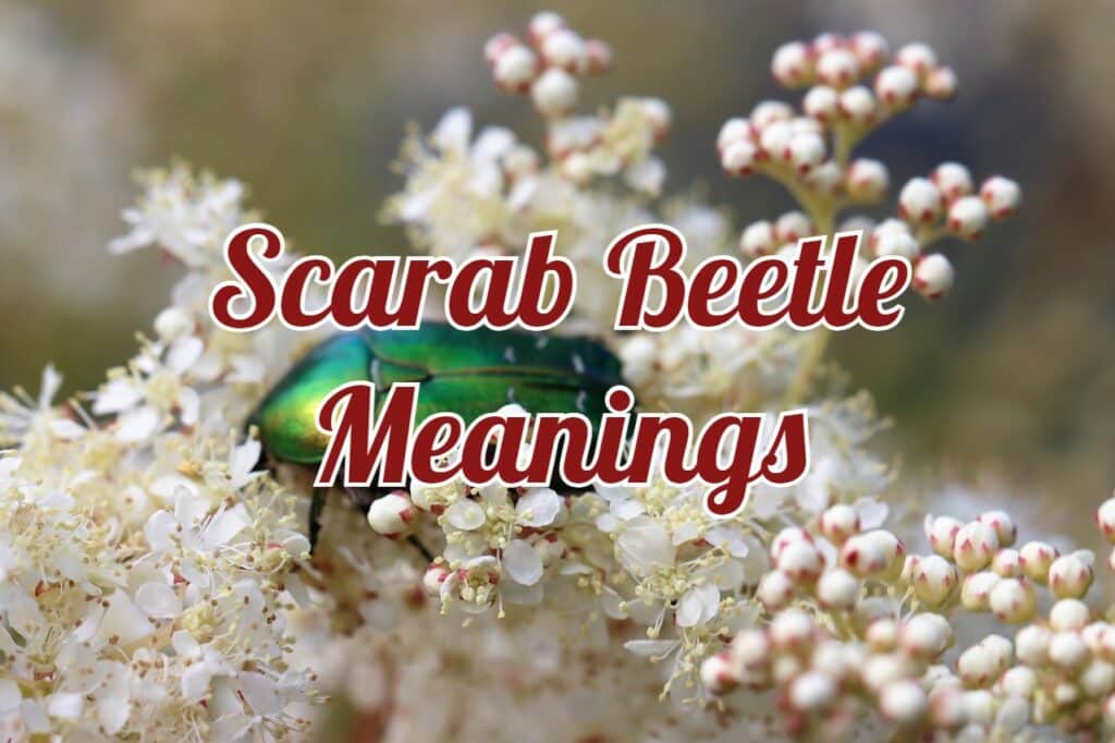 Scarab Beetle Spiritual Meanings