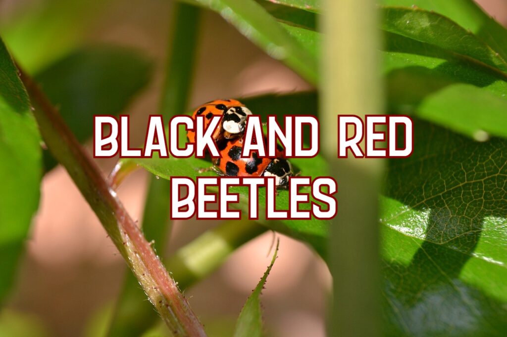 black and red beetles