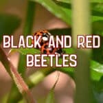 black and red beetles