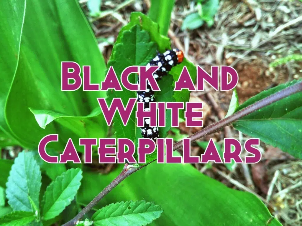 black and white caterpillars