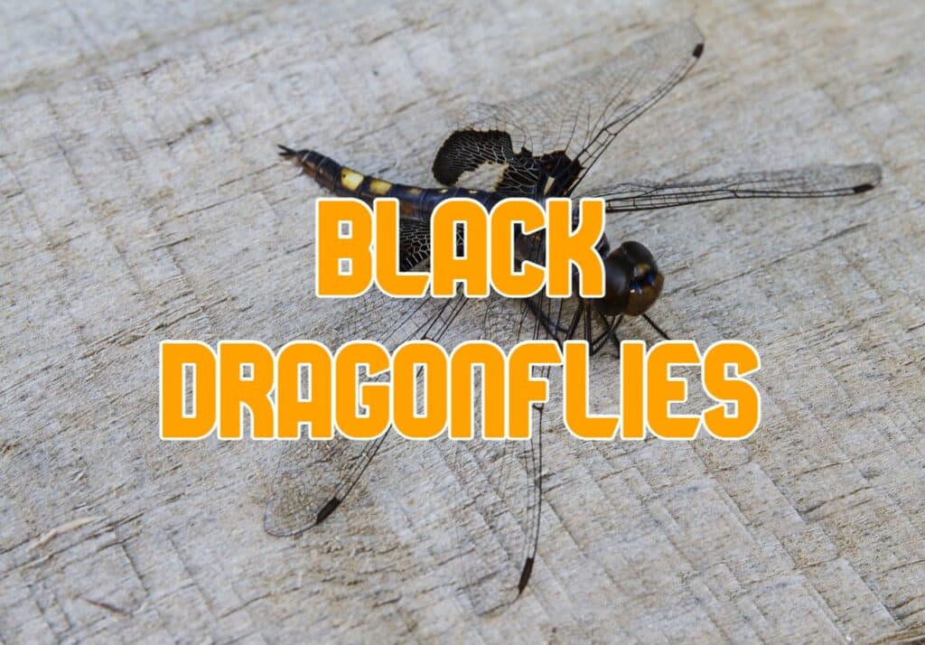 black dragonflies