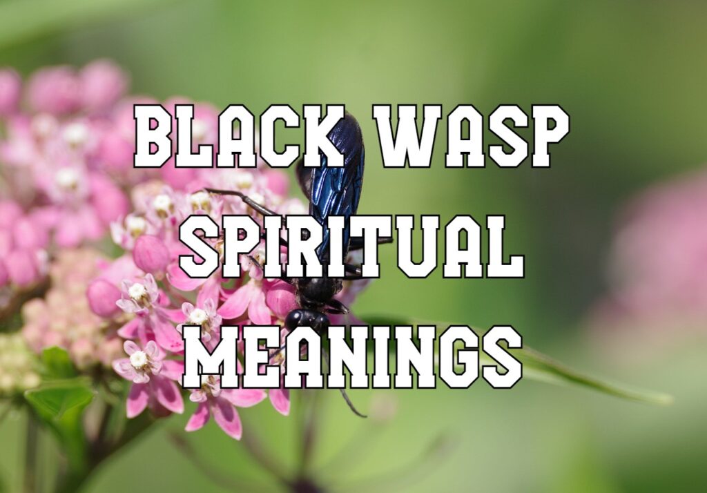 black wasp spiritual meanings