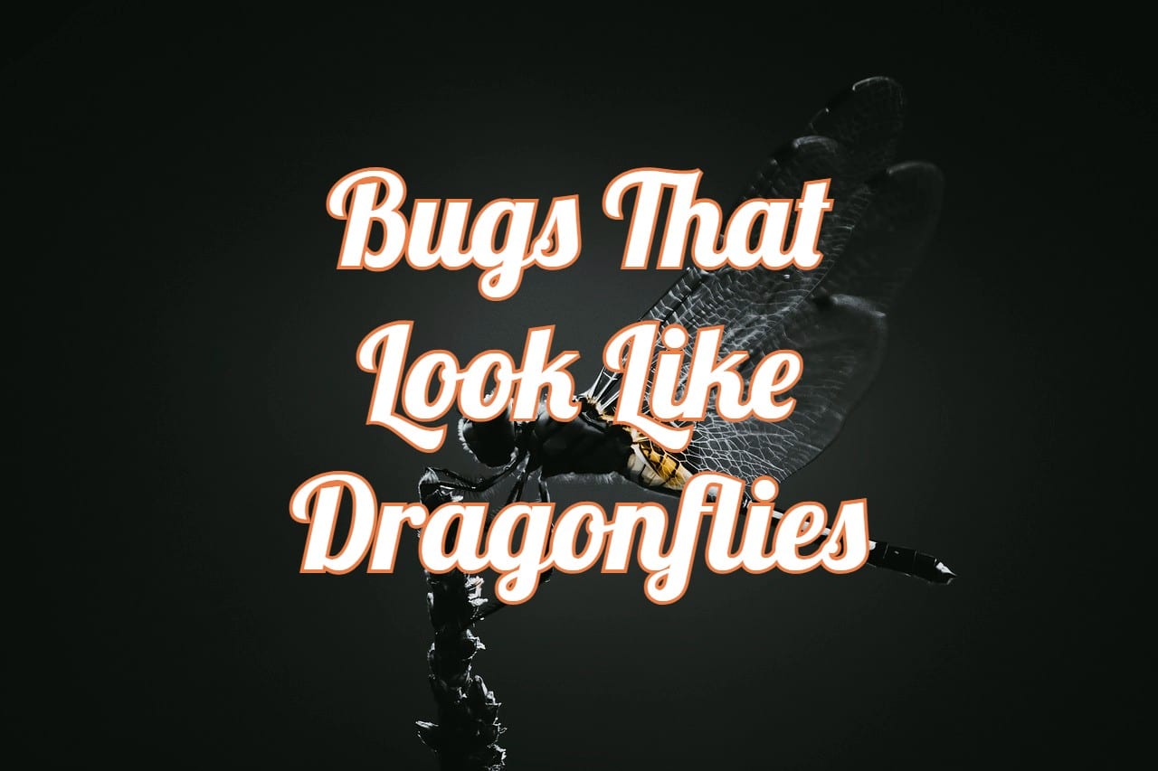 5 Bugs That Look Like Dragonflies