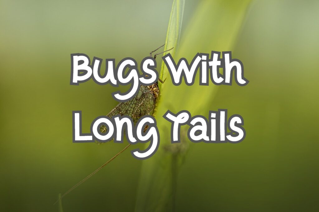 bugs with long tails