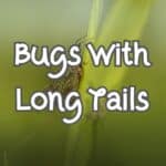 bugs with long tails