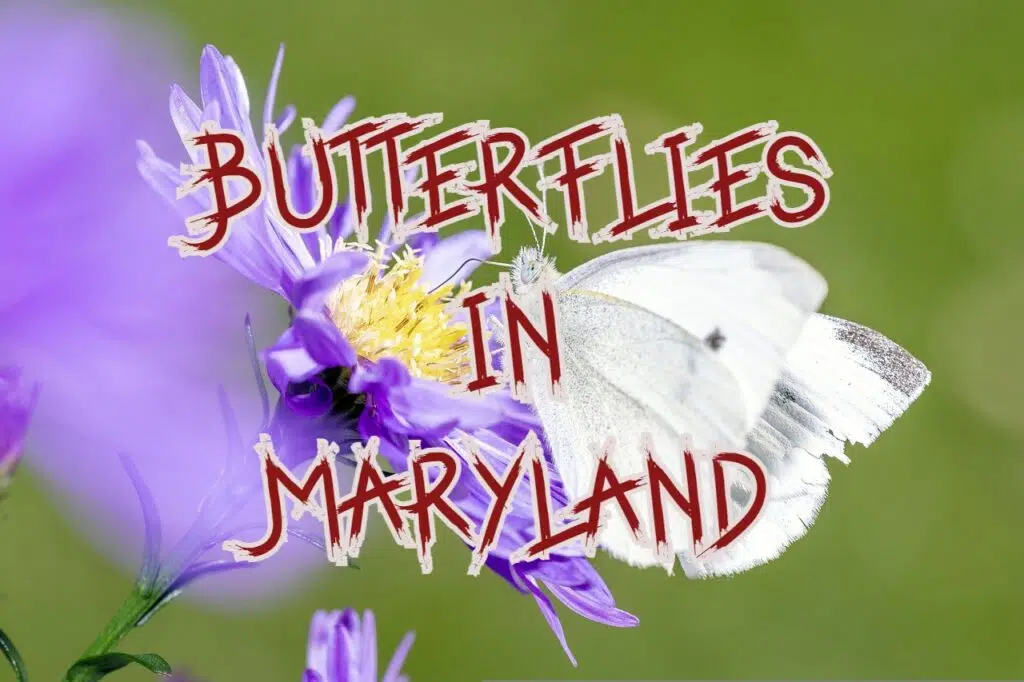 butterflies in Maryland
