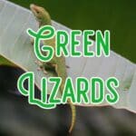 green lizards