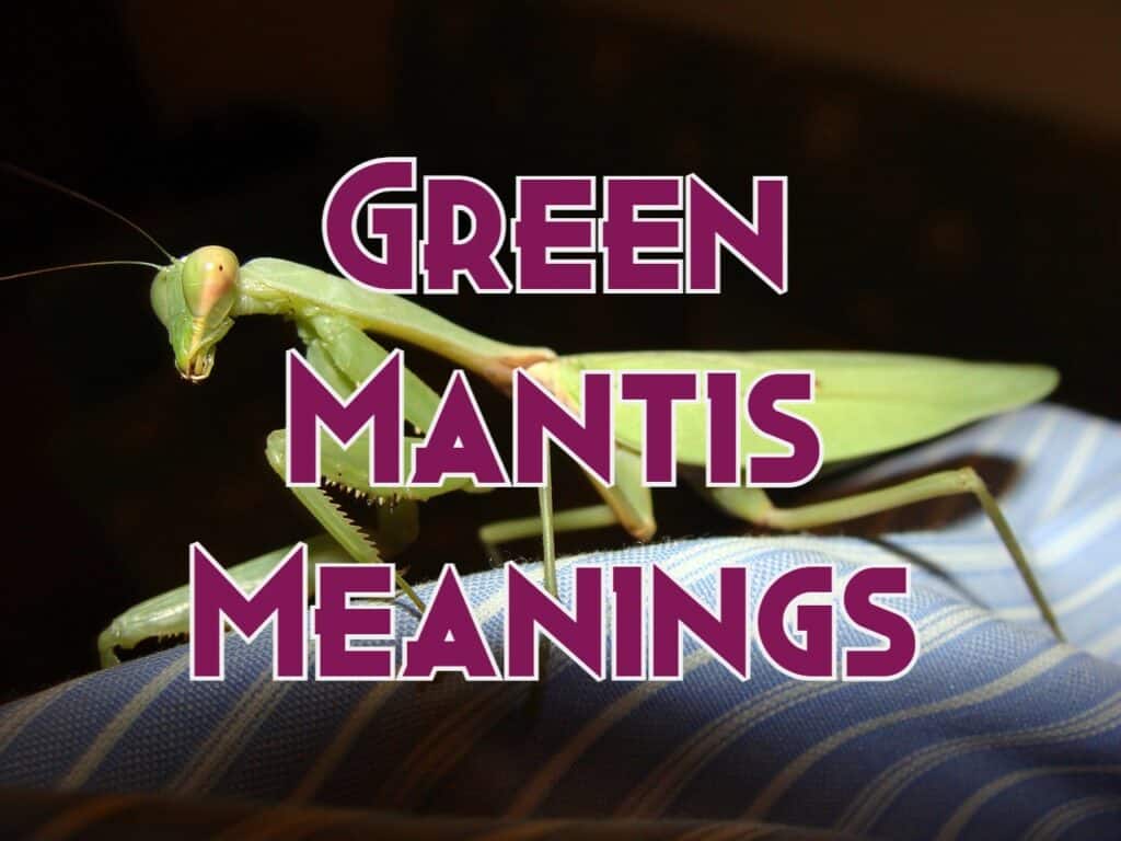 green praying mantis spiritual meanings