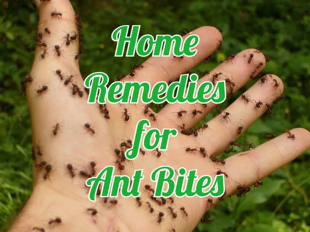 home remedies for ant bites