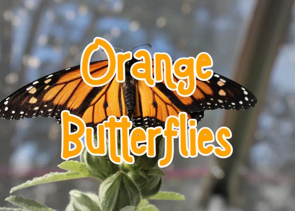 orange butterflies
