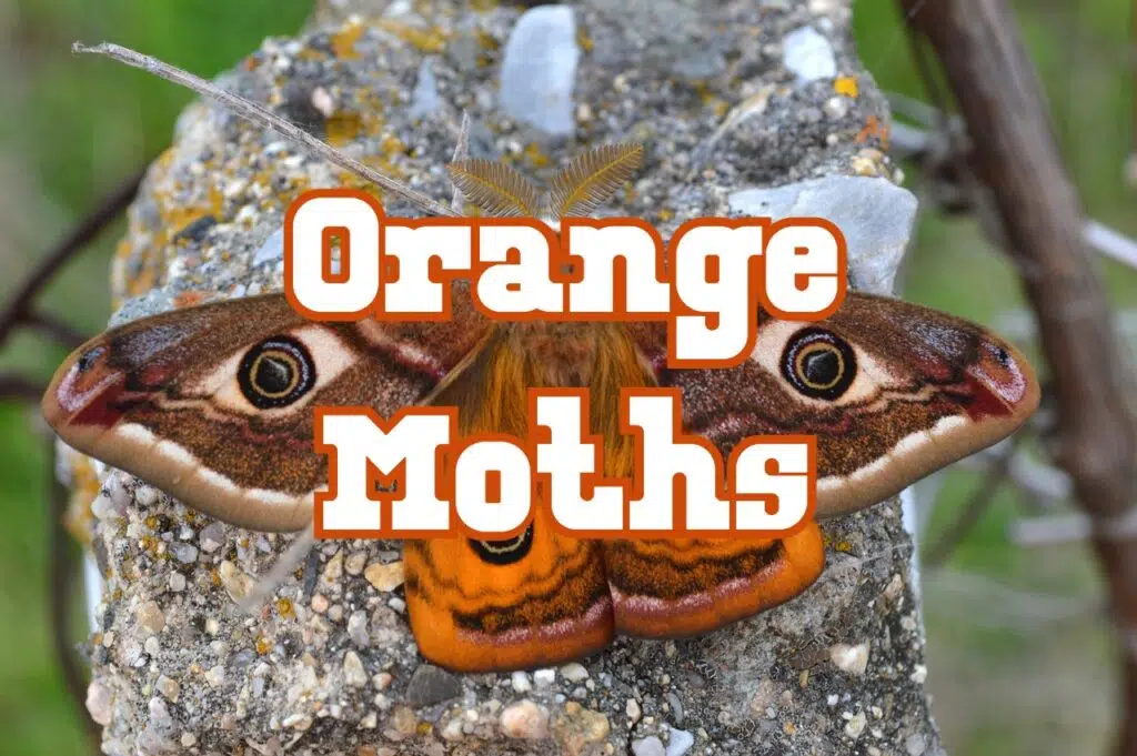 orange moths