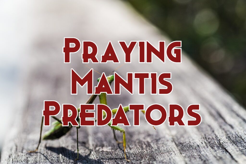praying mantis predators