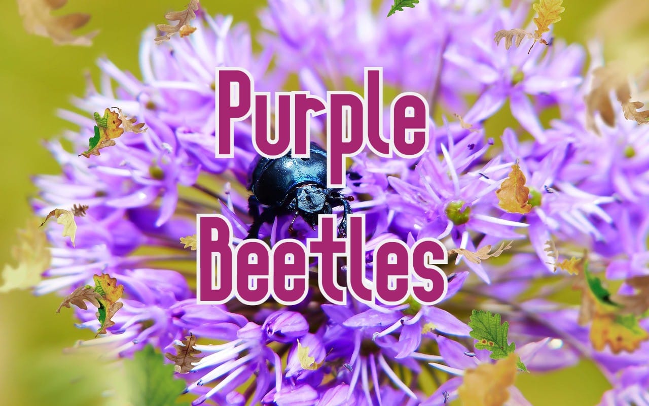 16 Types of Purple Beetles (Pictures And Identification)