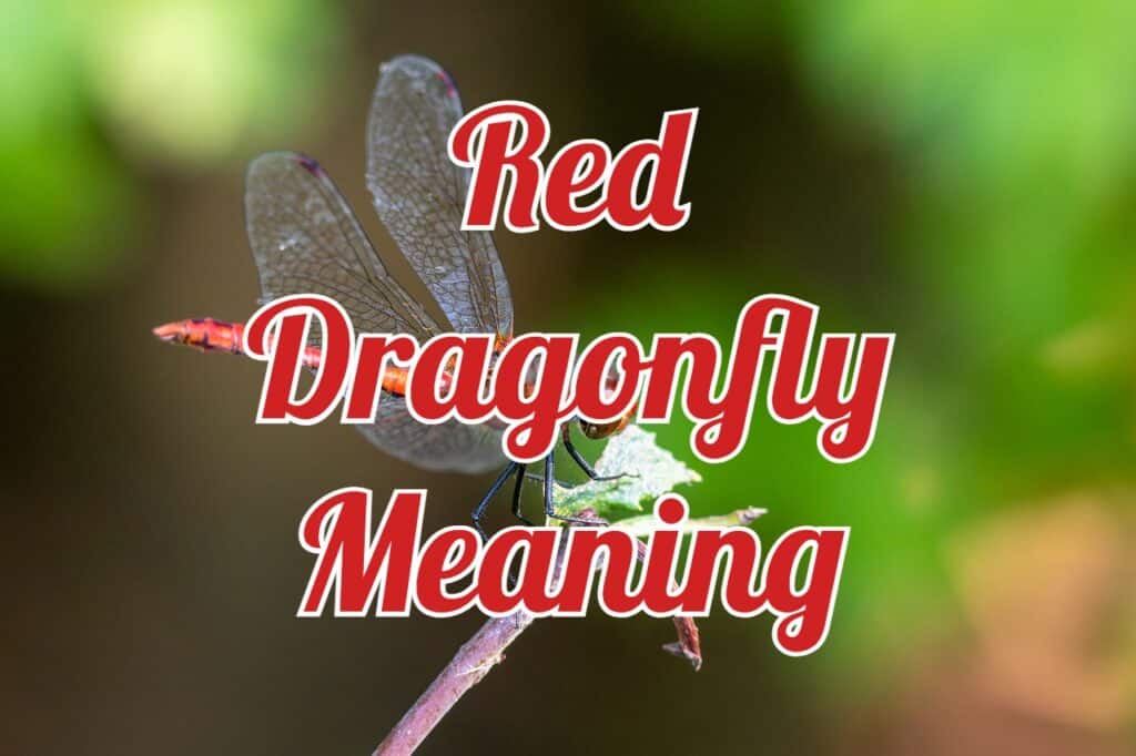 red dragonfly meaning