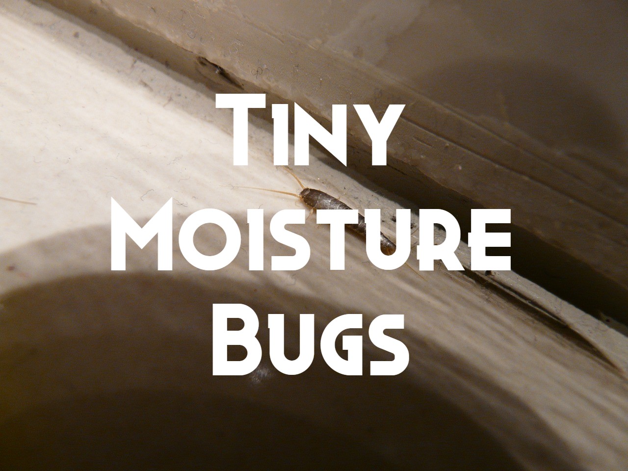 23 Moisture Bugs You May Encounter (with Pictures)