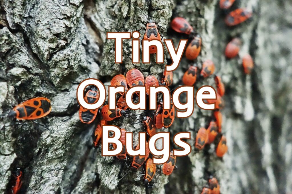 tiny orange bugs