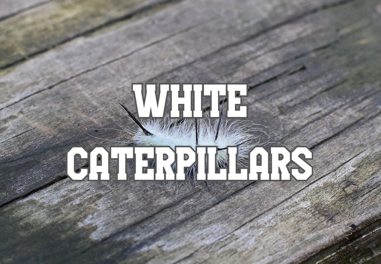 27 White Caterpillars (Pictures And Identification Guide)