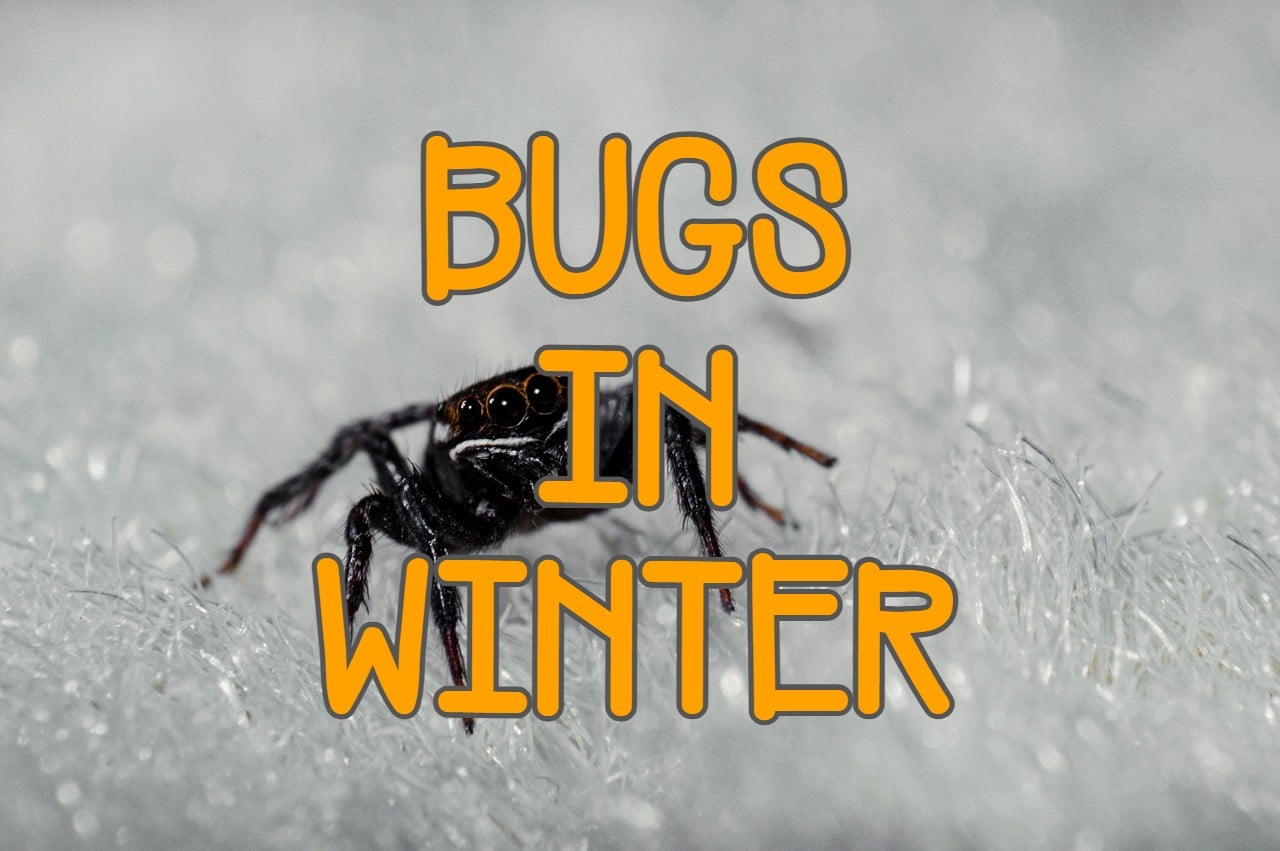 19 Winter Bugs Can Invade Your House (Some Bugs Can Bite)