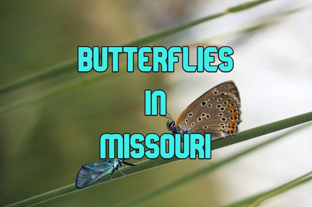 Butterflies in Missouri