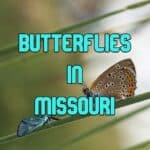 Butterflies in Missouri