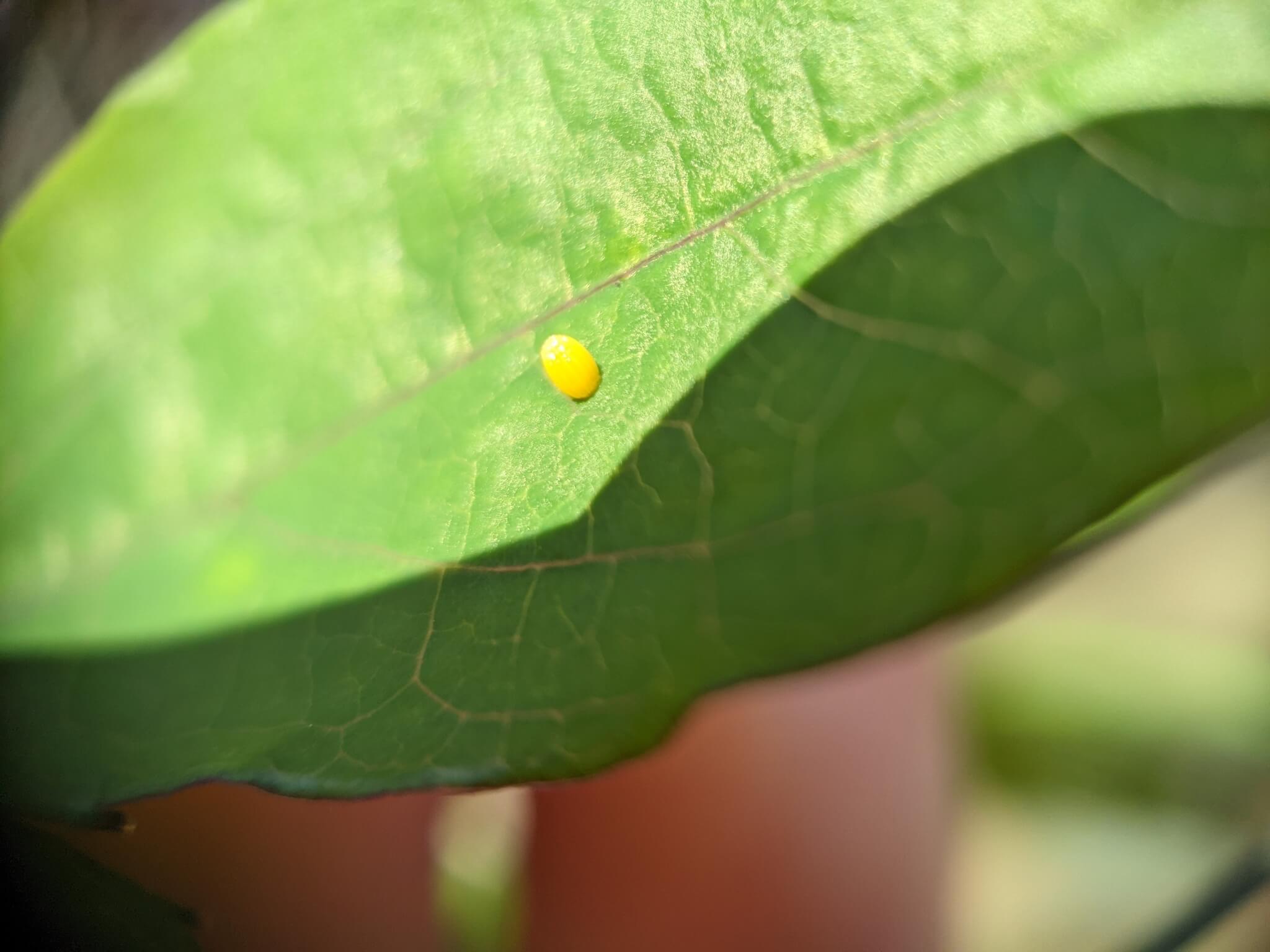 Butterfly Eggs Life Cycle, Laying, Hatching, Identification, & More