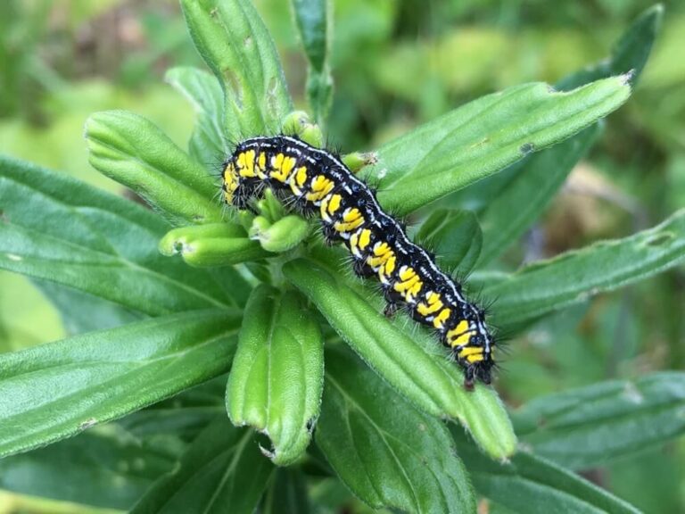 51 Yellow And Black Caterpillars (Pictures and Identification)
