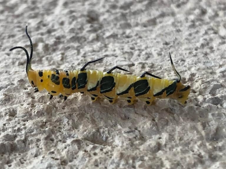 39 Common Yellow Caterpillars (Pictures And Identification)