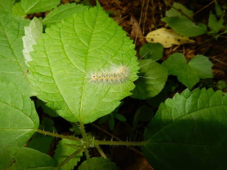 51 Yellow And Black Caterpillars (Pictures and Identification)