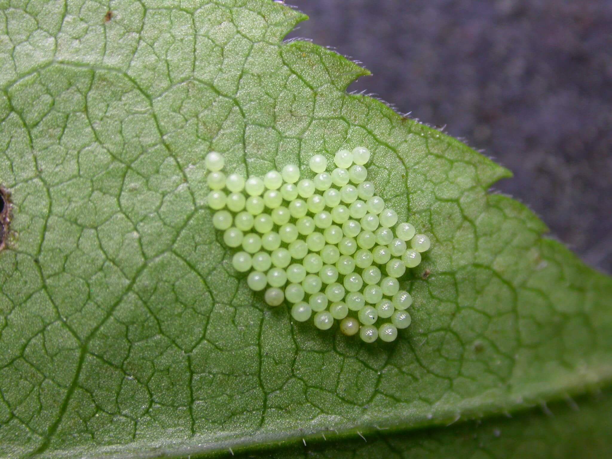 Butterfly Eggs Life Cycle At Qiana Flowers Blog Butterfly Eggs Life Cycle At Qiana Flowers Blog